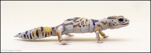 Bandai DoL Advanced Lizards West African fat-tailed gecko 2.jpg