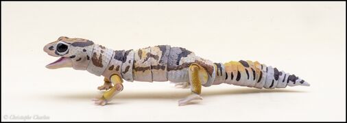 Bandai DoL Advanced Lizards West African fat-tailed gecko 3.jpg