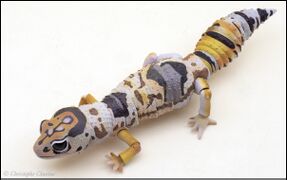 Bandai DoL Advanced Lizards West African fat-tailed gecko 4.jpg