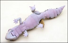 Bandai DoL Advanced Lizards West African fat-tailed gecko 6.jpg
