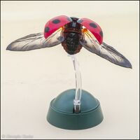 Coccinella septempunctata