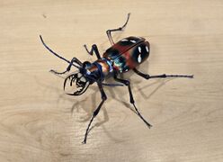 Bandai DoL Large-horned and Tiger beetles Cicindela chinensis red
