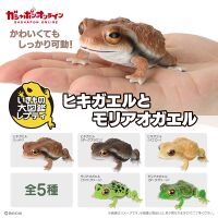 Japanese Toads and Forest Tree Frogs