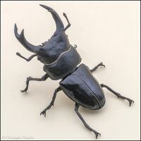 Bandai Mini 03 Dorcus hopei binodulosus