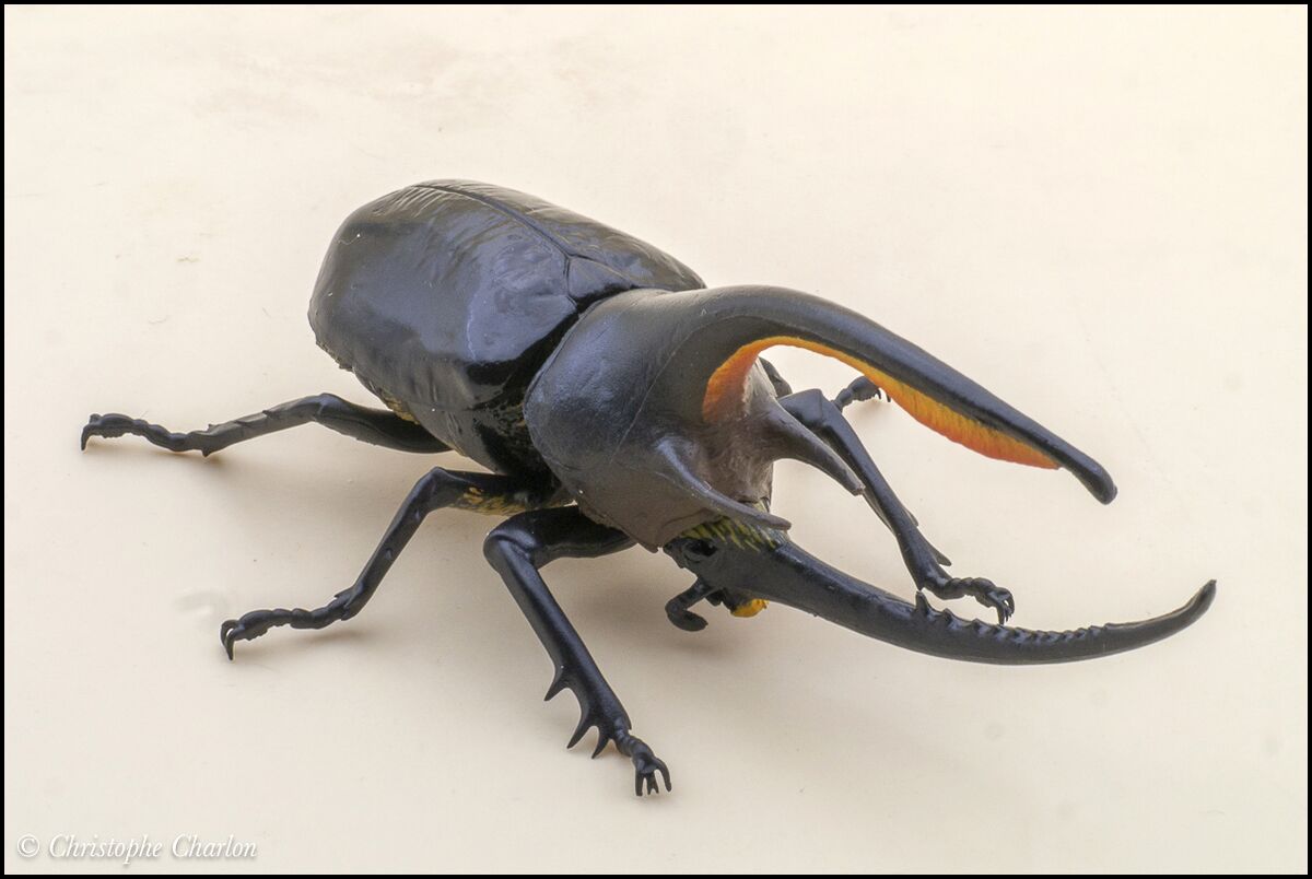 Neptune beetle Toy Animal Wiki