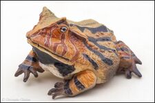 Surinam horned frog brown