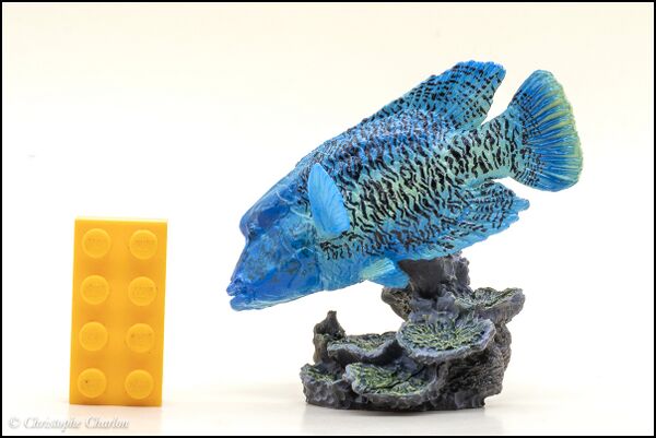 Bandai Mini Humphead wrasse 1.jpg