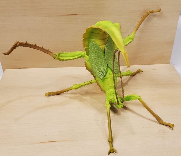 Bandai Spirit Malayan jungle nymph 1.jpg