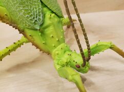 Bandai Spirit Malayan jungle nymph 3.jpg