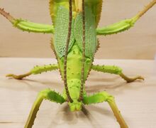 Bandai Spirit Malayan jungle nymph 5.jpg