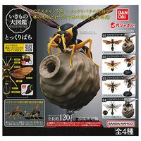 Potter wasps