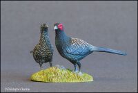 Mikado pheasant pair