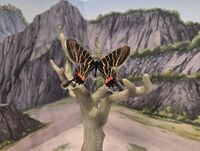 Chinese Three-Tailed Swallowtail (Bhutanitis thaidina)