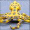 Blue-ringed octopus Kk.jpg