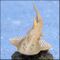 Bowmouth guitarfish.jpg