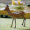 Cape bushbuck