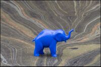 MZPI African elephant calf