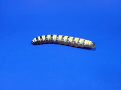 Club Earth American Painted Lady Caterpillar