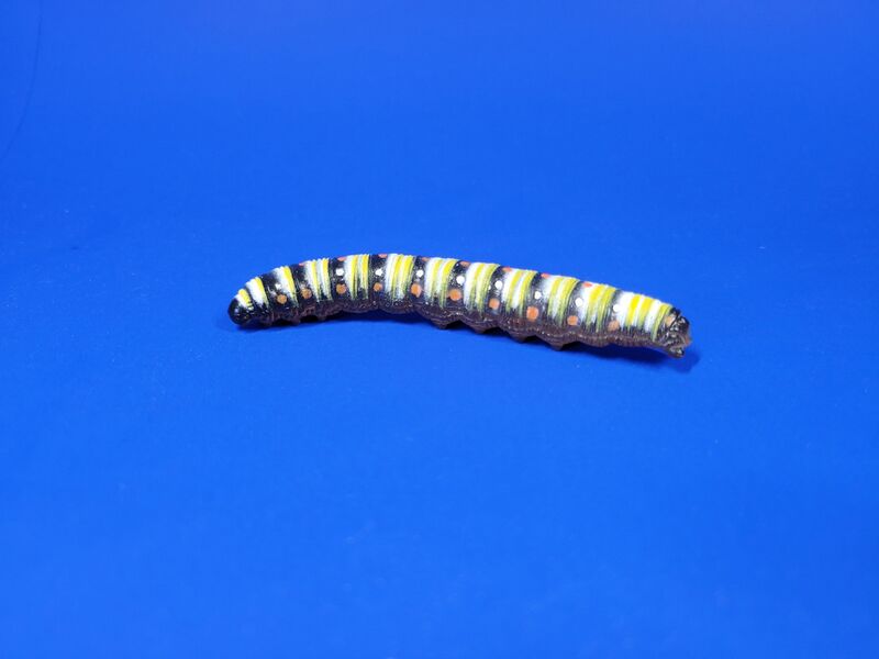 File:CE-Caterpillars-Americanpaintedlady-pg.jpg