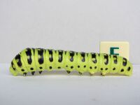 9. Anise Swallowtail Caterpillar Papilio zelicaon