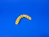 6. Cloudless Giant Sulphur Caterpillar Phoebis sennae