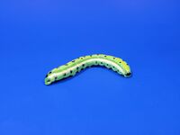 10. Falcate Orangetip Caterpillar Anthocharis midea