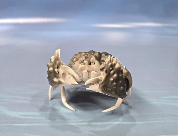 Calappa hepatica Bandai-scaled.jpg