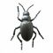 Calosoma scrutator thumb.jpg