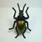 Carabus auratus thumb.jpg