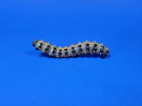 3. Fritillary Caterpillar Agraulis vanillae