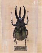 Chalcosoma moellenkampi