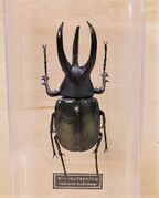 DeAgostini Chalcosoma moellenkampi