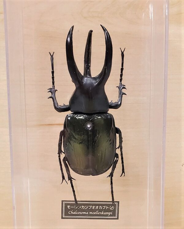 Chalcosoma moellenkampi DeAgostini.jpg
