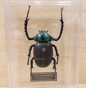 DeAgostini Cheirotonus jansoni