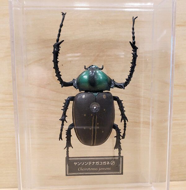 Cheirotonus jansoni DeAgostini.jpg