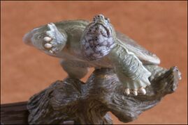 Chinese softshell turtle KITAN CLUB-10.jpg
