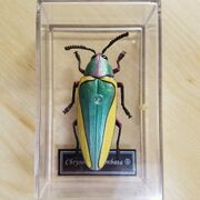 DeAgostini Chrysochroa limbata