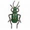 Cicindela campestris thumb.jpg