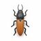 Click beetle thumb.jpg