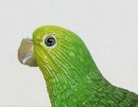 Clubearth parrots yellowheadedamazon 1.jpg