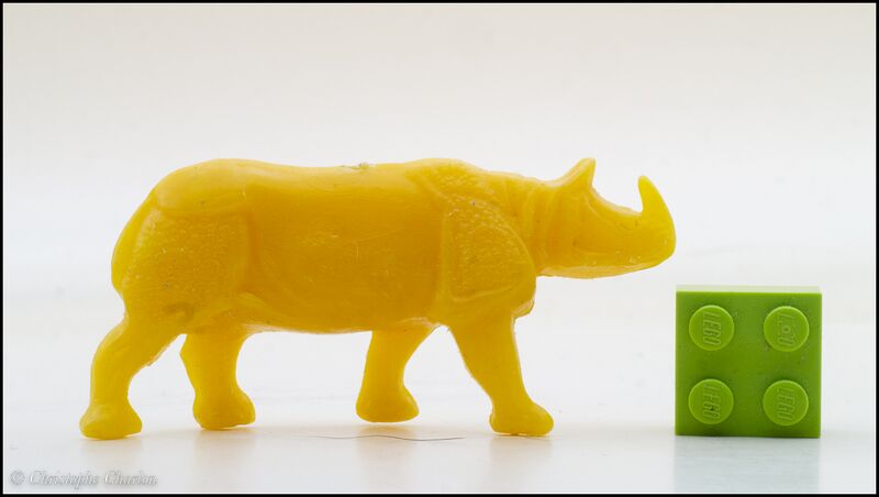 File:Cofalu "Clairet" Indian rhinoceros 1.jpg