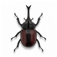 Coleoptera thumb.jpg