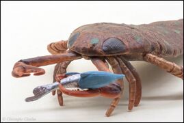 CollectA 80030 Jaekelopterus 10.jpg