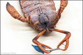 CollectA 80030 Jaekelopterus 6.jpg