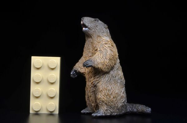 CollectA 80044 Marmot 1.jpg