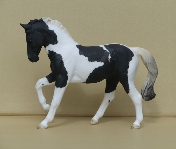 Collecta-Pinto-Warmblood1.jpg