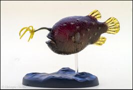 Colorata 2015 Atlantic Footballfish