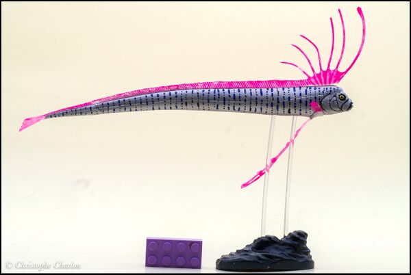 Colorata 2015 Slender oarfish 1.jpg
