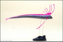 Colorata 2015 Slender Oarfish