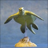 Colorata Black Sea Turtle 1 3.jpg